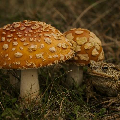 Фотография #12972773