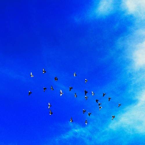 Photo #12973452