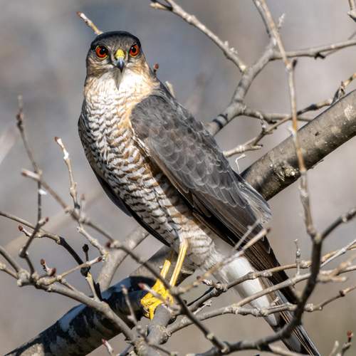 Фотография #12973531