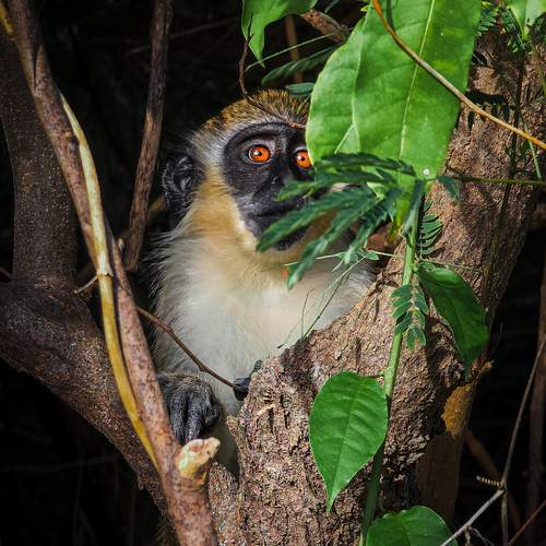 The jungle eyes.