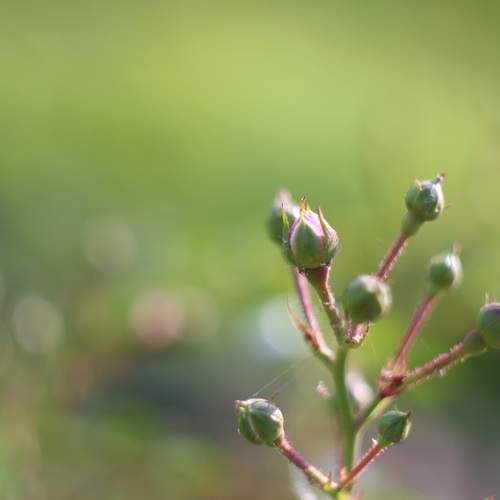 Photo #12974493