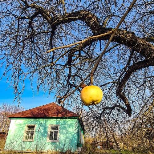 Photo #12974953