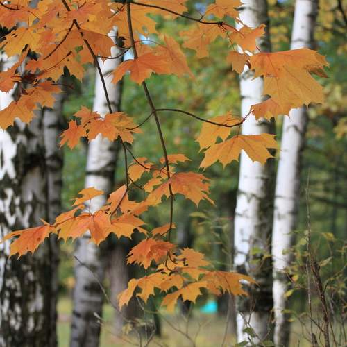 Photo #12975322