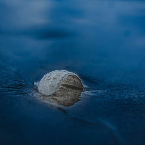 Shell by the Shore