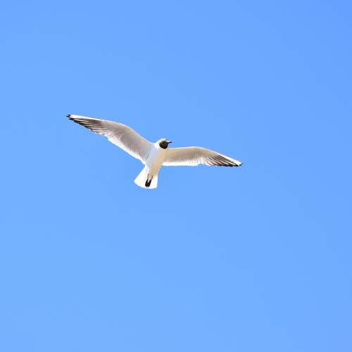 Photo #12976249