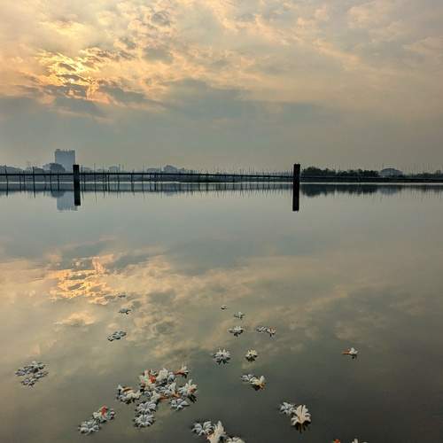 শিউলী সকাল