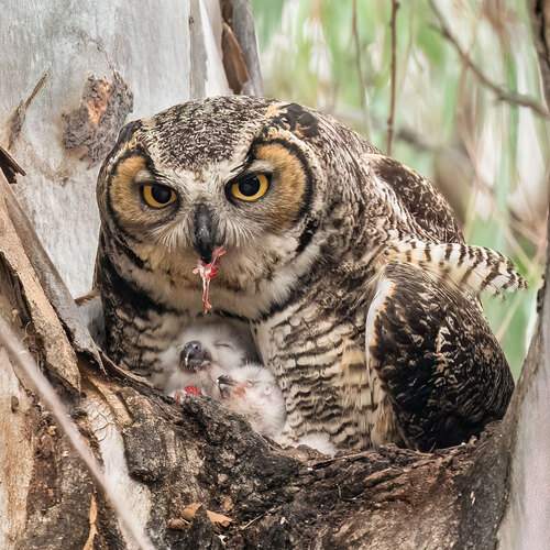 Great-Horned Owl With Hatchlings