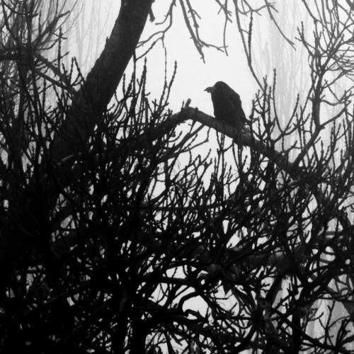 Photo #12978154