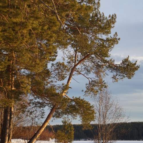 Photo #12979195