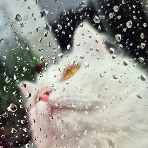 Photo #12979299