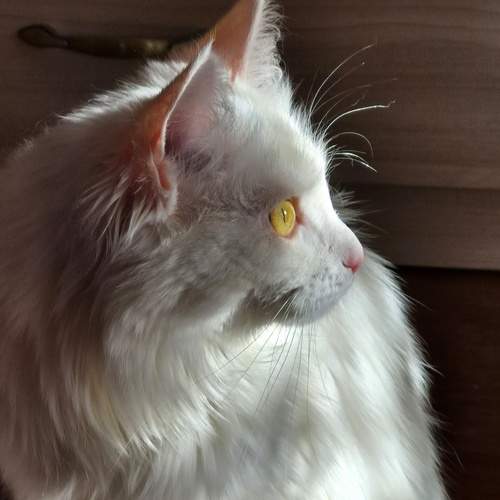 Photo #12979324