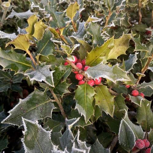 Photo #12979487