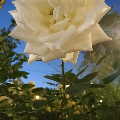 Photo #12979682