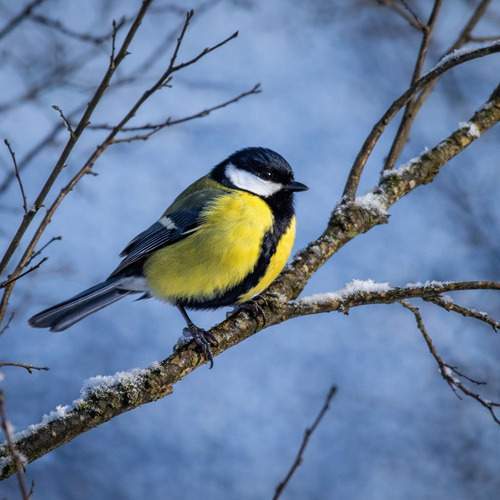 Фотография #12979728