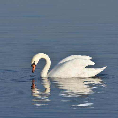 Photo #12980604