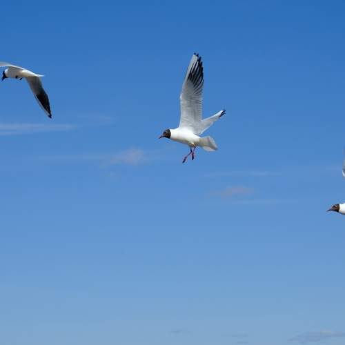 Photo #12980609