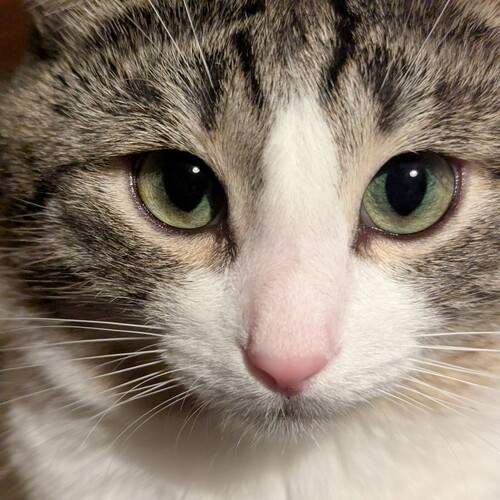 Photo #12980732