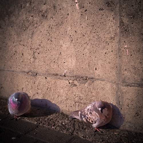 Photo #12980771