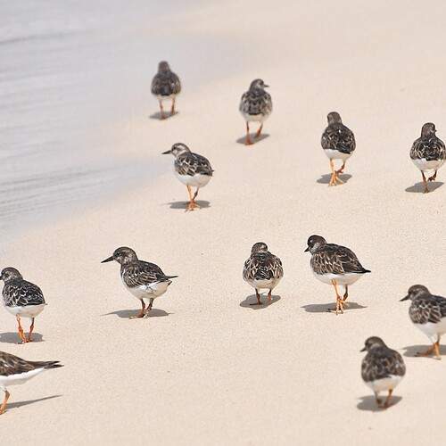 Ruddy Turnstone