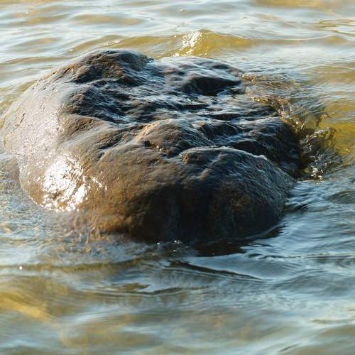 Photo #12981408