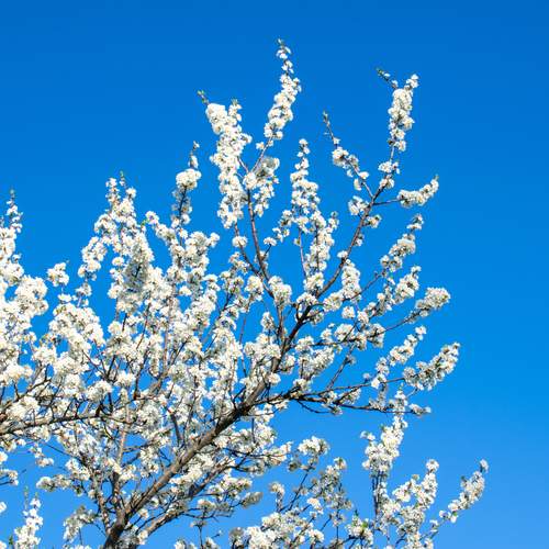 Photo #12981522