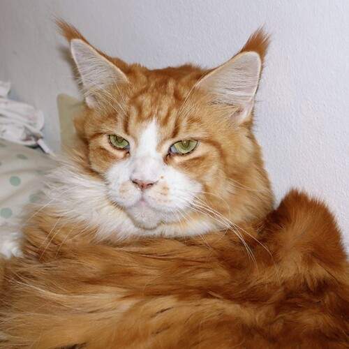 Photo #12981625