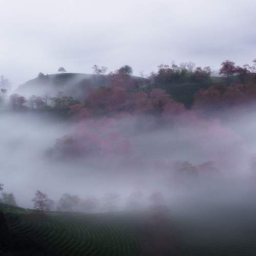 The Swan Song in the Mist