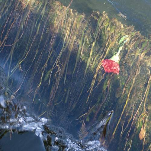 Photo #12983162