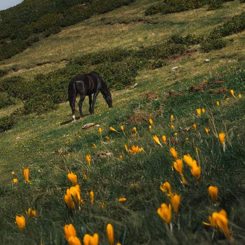 Photo #12983258