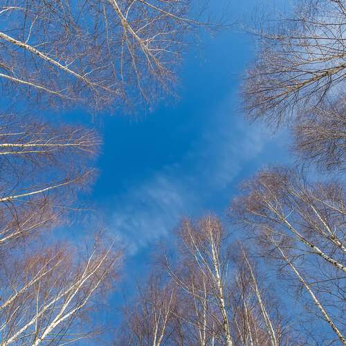 Photo #12983543