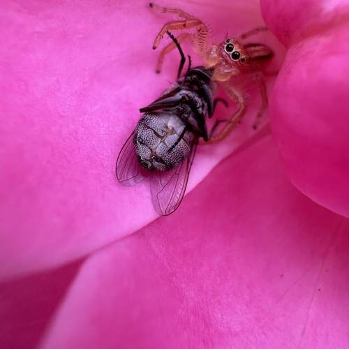 Photo #12983606