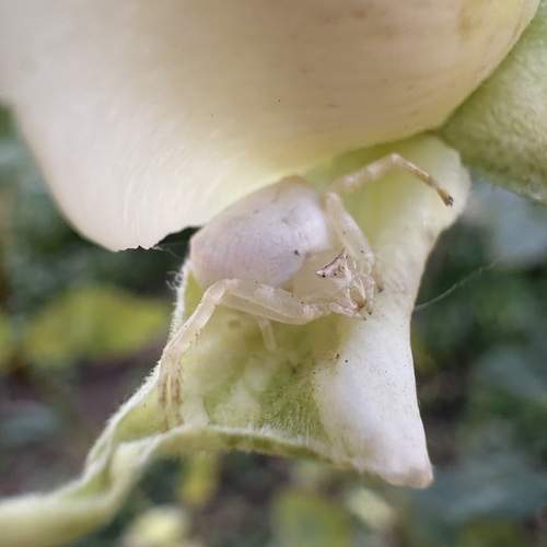Photo #12983607