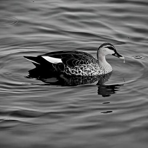 The Duck
