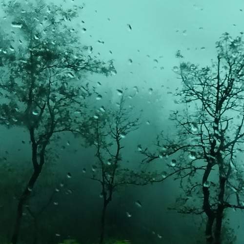 View of rain forest through a glass window
