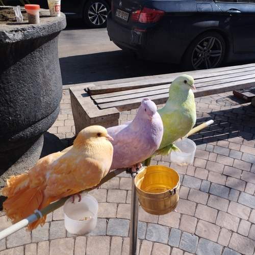 Tricolore doves beg for mercy