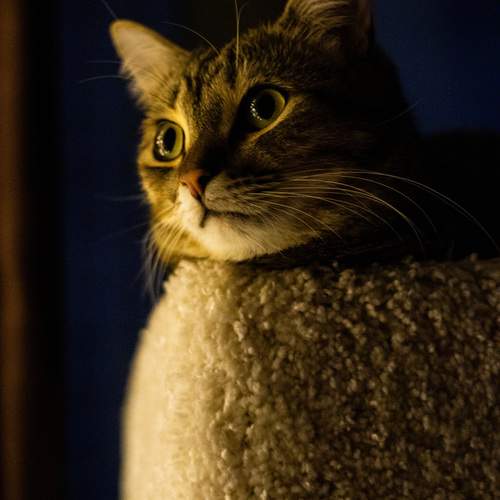 Photo #12984901