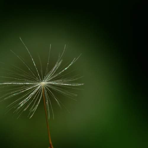 Photo #12985229