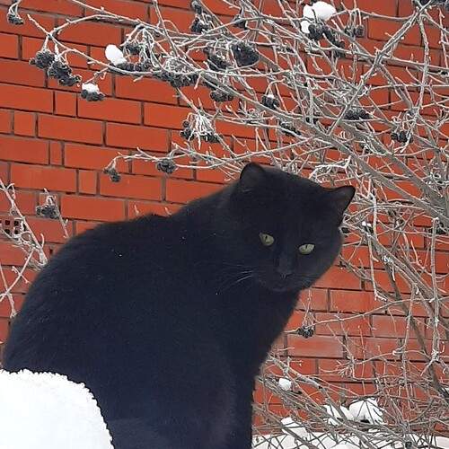 Photo #12985383