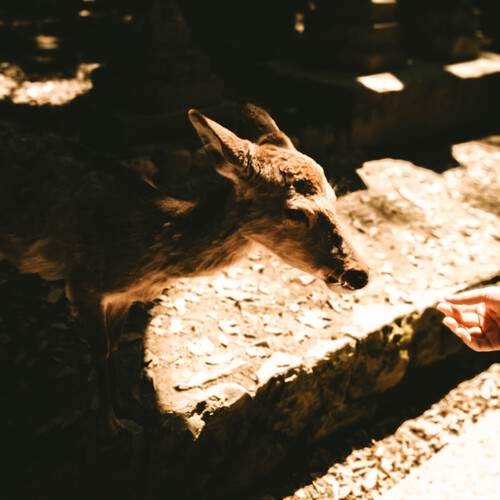 Photo #12985630