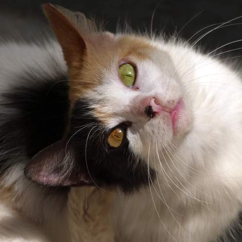 Photo #12986510