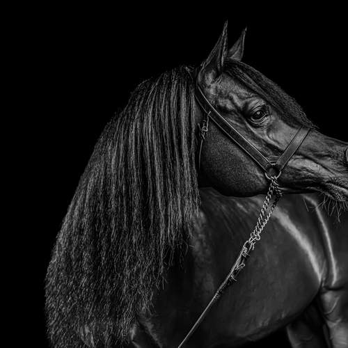 Фотография #12987012