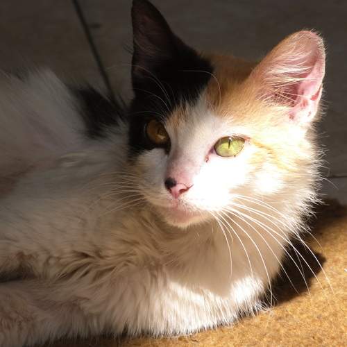 Photo #12987387