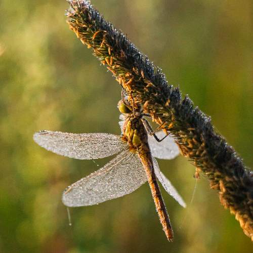 Photo #12987422
