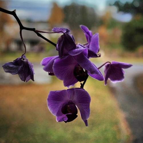 Photo #12987714