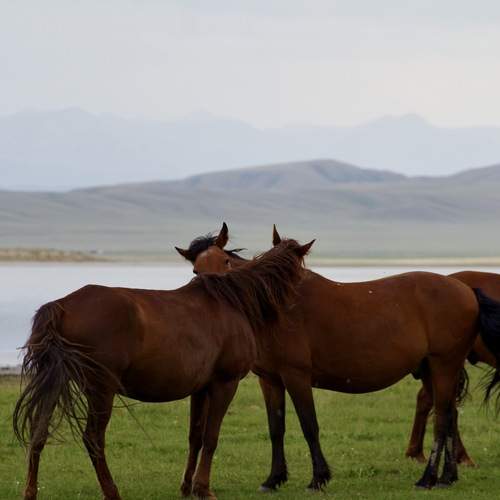 Photo #12987742