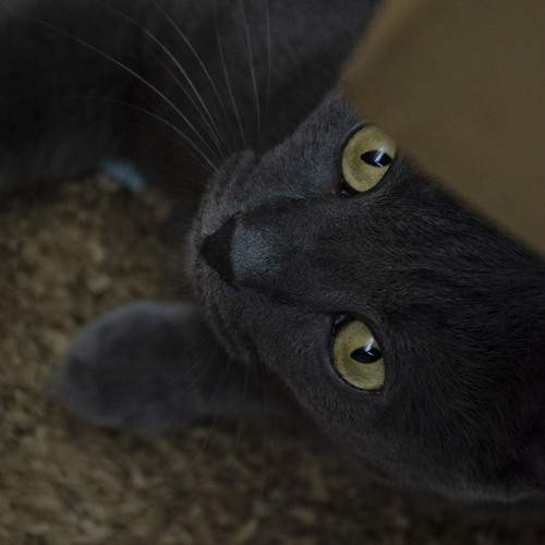 Photo #12988055