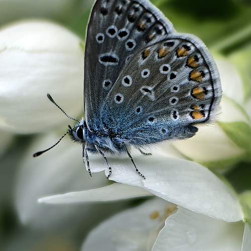 Photo #12988140