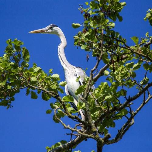 Photo #12988310