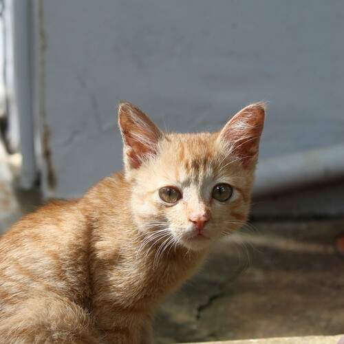 Photo #12988350