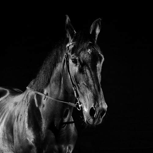 Фотография #12988511